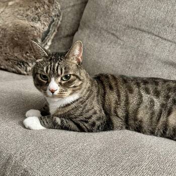 Cleopatra (Leo) -  Tabby Cat for Adoption in New York, New York - Cleopatra (Leo) | PetCurious