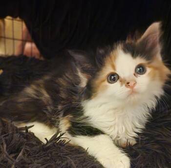 Domestic Medium Hair Cats Available for Adoption in Charlotte, North Carolina - MISCHA | PetCurious