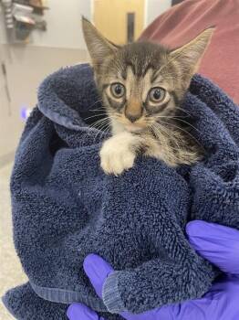 TAFFY -  Domestic Short Hair Cat for Adoption in Palmetto, Florida - TAFFY | PetCurious