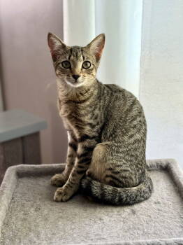 Rescue Tabby Cats for Adoption in Fenton, Missouri - Mango | PetCurious