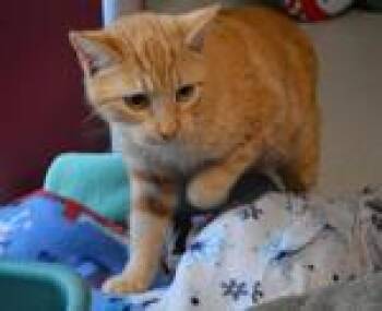Domestic Short Hair Cats Available for Adoption - Frack | PetCurious