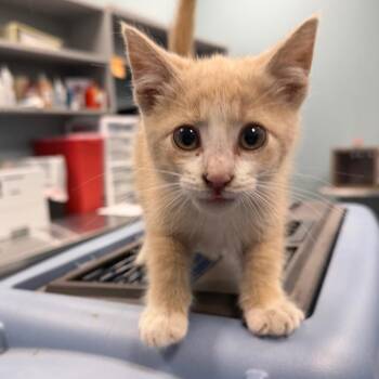 Domestic Short Hair Cats Available for Adoption in Greensboro, North Carolina - Singa | PetCurious