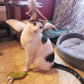Domestic Short Hair Cats Available for Adoption in Mayfield, New York - Clive | PetCurious