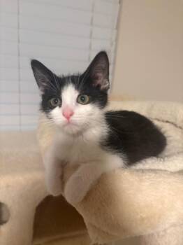 Elise -  Domestic Short Hair Cat for Adoption in Ogden, Utah - Elise | PetCurious