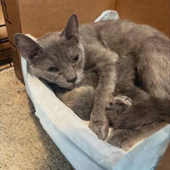 Domestic Short Hair Cats Available for Adoption in Valley, Alabama - Aphrodite | PetCurious