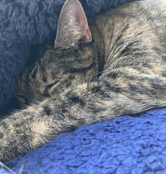 Daisy -  Domestic Short Hair Cat for Adoption in Parma, Ohio - Daisy | PetCurious