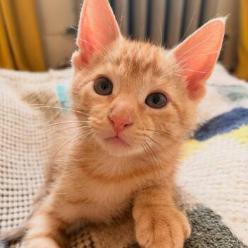 Chip (bonded with Potato) -  Domestic Short Hair Cat for Adoption in Chicago, Illinois - Chip (bonded With Potato) | PetCurious