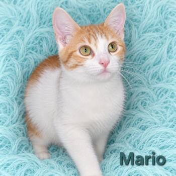 Mario -  Domestic Short Hair Cat for Adoption in Quincy, Ohio - Mario | PetCurious