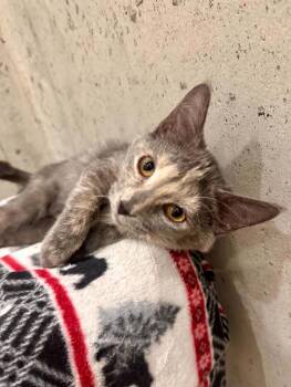 Bailey -  Domestic Short Hair Cat for Adoption in Minneapolis, Minnesota - Bailey | PetCurious