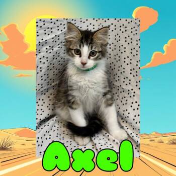 Domestic Medium Hair Cats Available for Adoption in Royse City, Texas - Axle | PetCurious