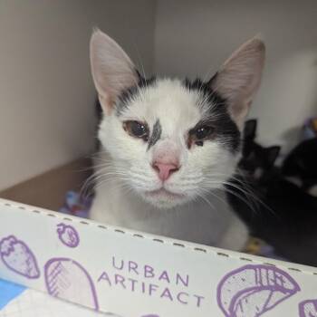 Gilda -  Domestic Short Hair Cat for Adoption in Jeffersonville, Indiana - Gilda | PetCurious