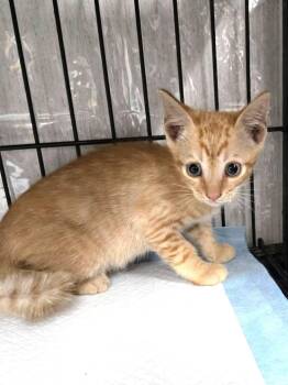 Copper -  Domestic Short Hair and Tabby Cat for Adoption in Savannah, Georgia - Copper | PetCurious