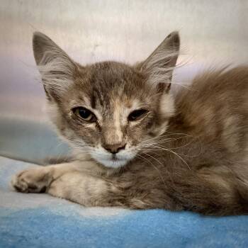 Milagro -  Domestic Medium Hair Cat for Adoption in Oakland, California - Milagro | PetCurious
