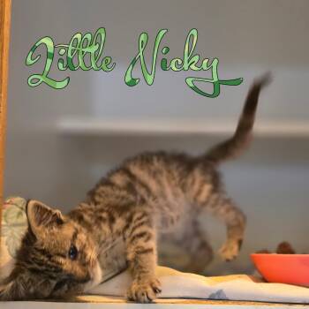 Rescue Domestic Short Hair Cats for Adoption in Hillsboro, Ohio - Little Nicky | PetCurious