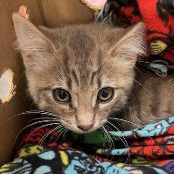 Charmer -  Domestic Medium Hair Cat for Adoption in Long Beach, California - Charmer | PetCurious