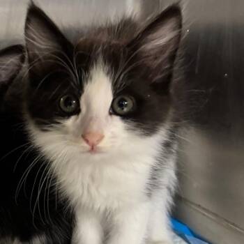 Bandit -  Domestic Medium Hair Cat for Adoption in Hemet, California - Bandit | PetCurious