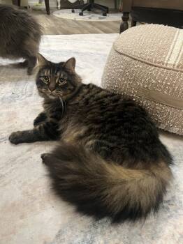 Rescue Domestic Long Hair and Tabby Cats for Adoption in Glen Raven, North Carolina - AMANI (Darby) Bonded With Peter (Shamus) | PetCurious