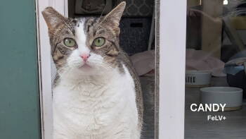 Rescue Domestic Short Hair Cats for Adoption in Santa Rosa, California - Candy | PetCurious