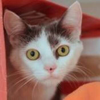 Sunshine -  Domestic Short Hair Cat for Adoption in Hilliard, Ohio - Sunshine | PetCurious