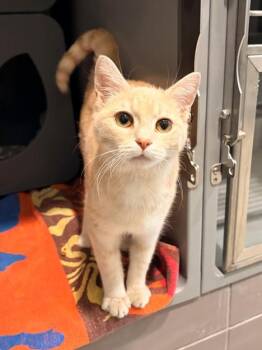 Domestic Short Hair Cats Available for Adoption in Leesburg, Virginia - CHESTER | PetCurious