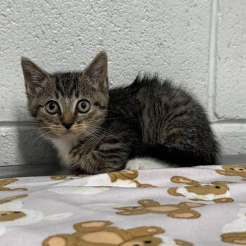 Domestic Short Hair Cats Available for Adoption in Beaumont, Texas - Spence | PetCurious