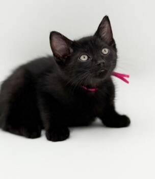 Misty (Pink collar) -  Domestic Short Hair Cat for Adoption in Bowling Green, Kentucky - Misty (Pink Collar) | PetCurious