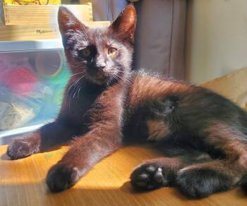 Jane -  Domestic Short Hair Cat for Adoption in Springfield, Oregon - Jane | PetCurious