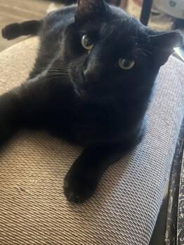 Santos -  Domestic Short Hair Cat for Adoption in Glendale, Arizona - Santos | PetCurious