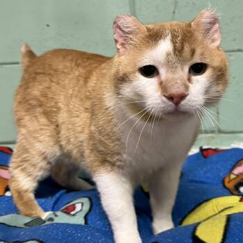 Pickles -  Domestic Short Hair Cat Available for Adoption in Spencer, Iowa - Pickles | PetCurious