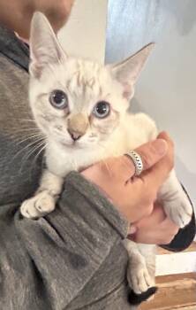 Harry -  Siamese Cat for Adoption in Napa, California - Harry | PetCurious
