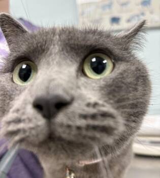Domestic Short Hair Cats Available for Adoption in Sioux City, Iowa - Nala | PetCurious