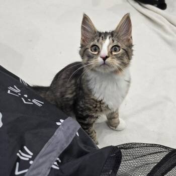 Gwen -  Domestic Medium Hair Cat for Adoption in Fairmont, West Virginia - Gwen | PetCurious