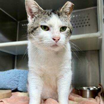 Domestic Short Hair Cats Available for Adoption in Starkville, Mississippi - Biggin | PetCurious