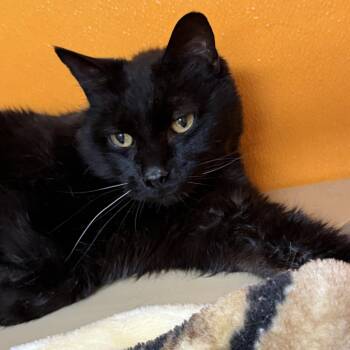 Domestic Short Hair Cats Available for Adoption in Elyria, Ohio - Salem | PetCurious