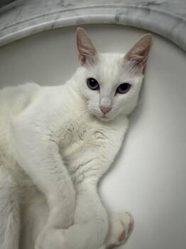 Miss Mayo -  Domestic Short Hair and Siamese Cat for Adoption in Chandler, Arizona - Miss Mayo | PetCurious