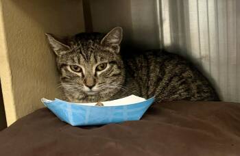 Tabby Cats Available for Adoption - Roki | PetCurious