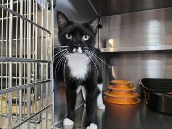 Domestic Short Hair Cats Available for Adoption - Peabody | PetCurious