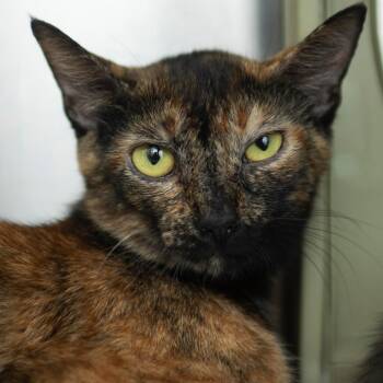 Maribel -  Domestic Short Hair Cat for Adoption in Middletown, Rhode Island - Maribel | PetCurious