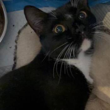Hans Hudson -  Domestic Short Hair Cat for Adoption in Merrifield, Virginia - Hans Hudson | PetCurious