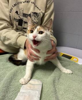 Mojito -  Domestic Short Hair Cat for Adoption in Cincinnati, Ohio - Mojito | PetCurious