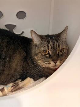 MISSY -  Domestic Short Hair Cat for Adoption in Leesburg, Virginia - MISSY | PetCurious