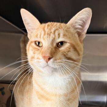 The Lorax -  Domestic Short Hair Cat for Adoption in Palm Springs, California - The Lorax | PetCurious