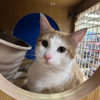 Domestic Short Hair Cats Available for Adoption - Abby & Zeva | PetCurious