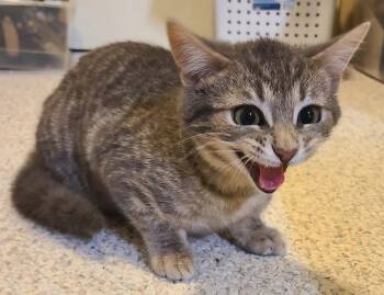 Domestic Short Hair Cats Available for Adoption - Rascal | PetCurious