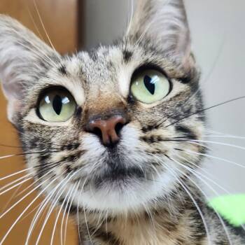 Effie-2231 -  Domestic Short Hair Cat for Adoption in Tyler, Texas - Effie-2231 | PetCurious