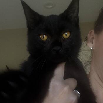 Shadow ARC2026-486 -  Domestic Short Hair Cat for Adoption in Akron, New York - Shadow ARC2026-486 | PetCurious