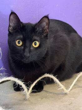 Grub -  Domestic Short Hair Cat for Adoption in Lafayette, Colorado - Grub | PetCurious