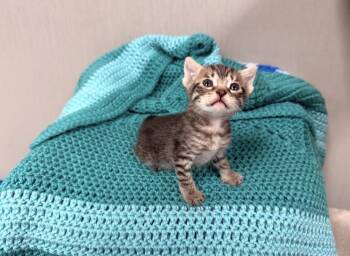 Domestic Short Hair and Tabby Cats Available for Adoption in Batesville, Arkansas - Dot | PetCurious