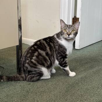 Jacobi -  Tabby Cat for Adoption in Cincinnati, Ohio - Jacobi | PetCurious