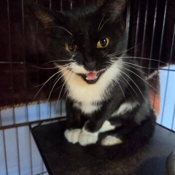 Treestar -  Domestic Short Hair Cat for Adoption in Brookings, South Dakota - Treestar | PetCurious